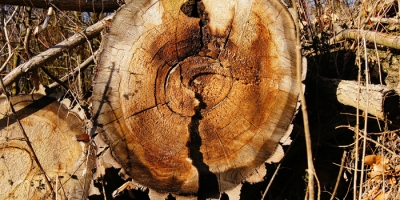 Το ξύλο ως δομικό υλικό