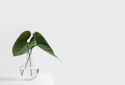 φυτά, διακόσμηση, interior design